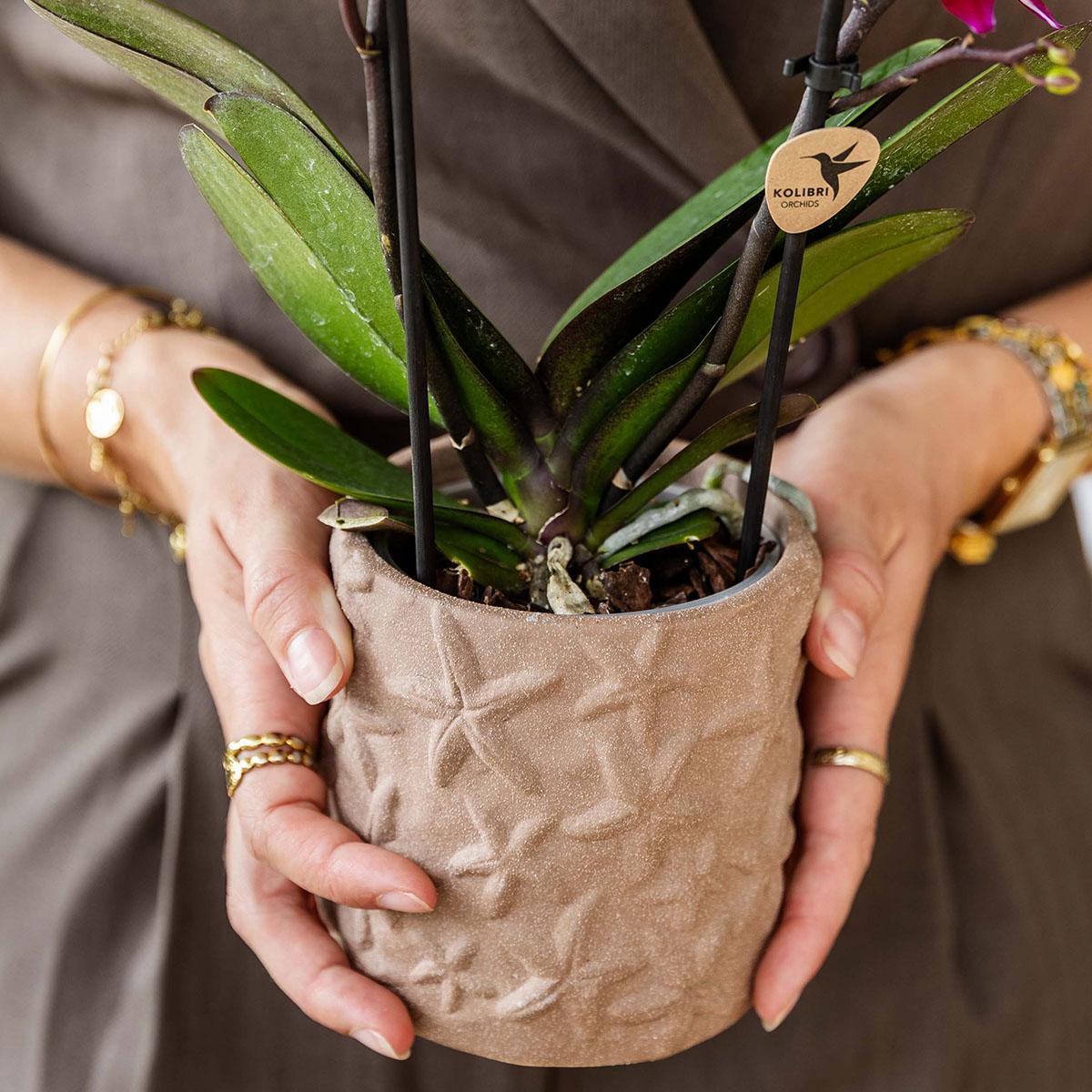 Kolibri Orchids Set Bolzano-Orchidee & Sukkulenten Keramiktöpfe Ø9cm & Ø6cm - Pflanzfix24
