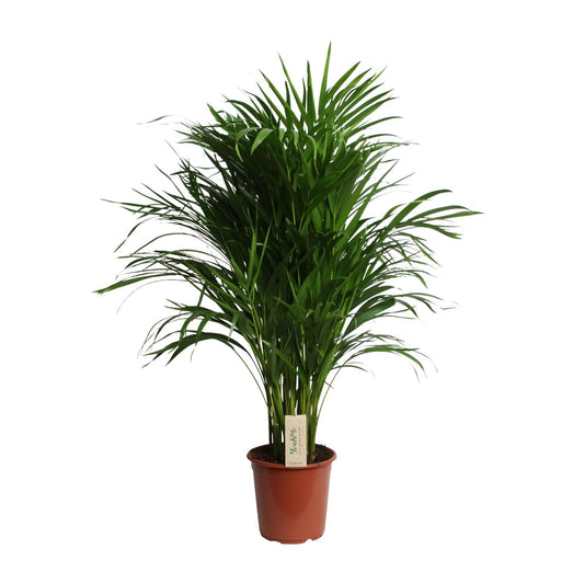 Dypsis Lutescens (Areca) - Ø21cm - ↕100cm - Pflanzfix24