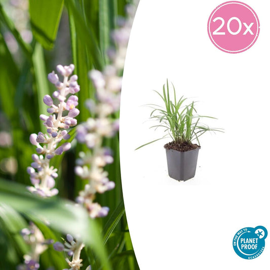20x Liriope muscari 'Monroe White' - Pflanzfix24.de - Pflanzfix24.de