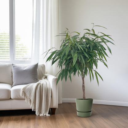 Ficus Mahori / Alii Gevlochten - Ø27cm - ↕110cm von Pflanzfix24