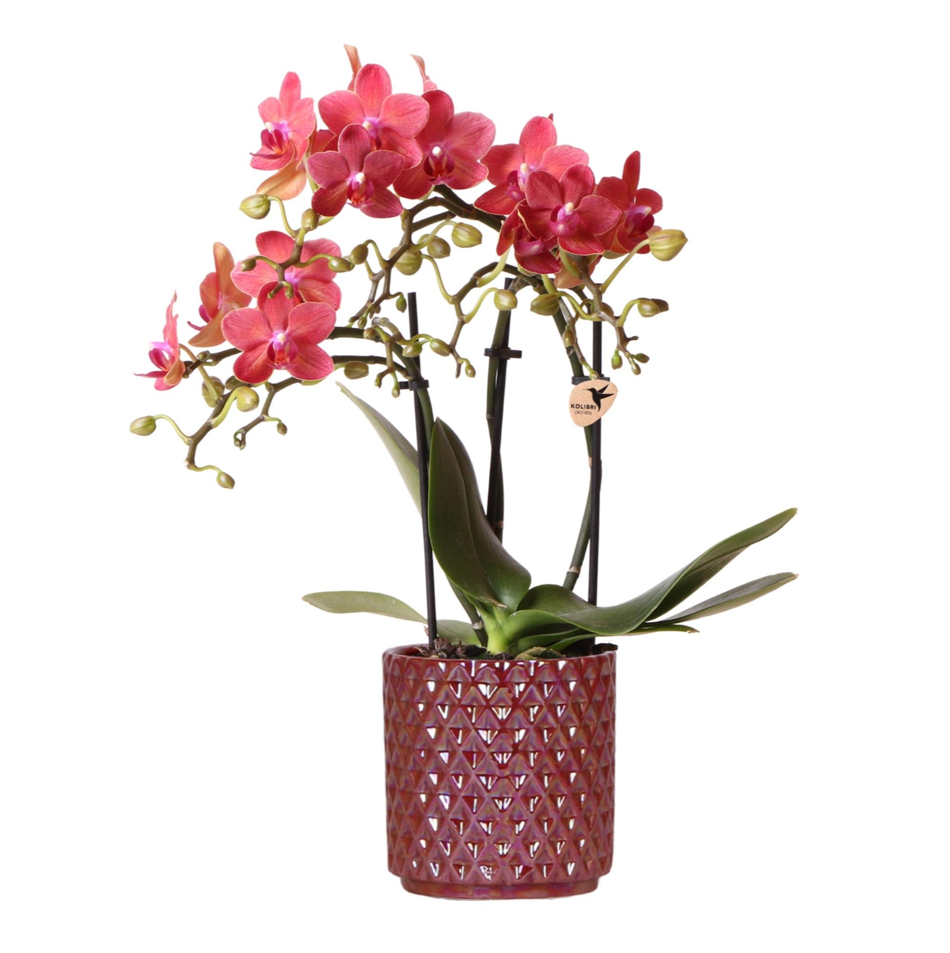 Rote Orchidee Congo im Pearl-Topf – Pflanzfix24.de - Pflanzfix24.de