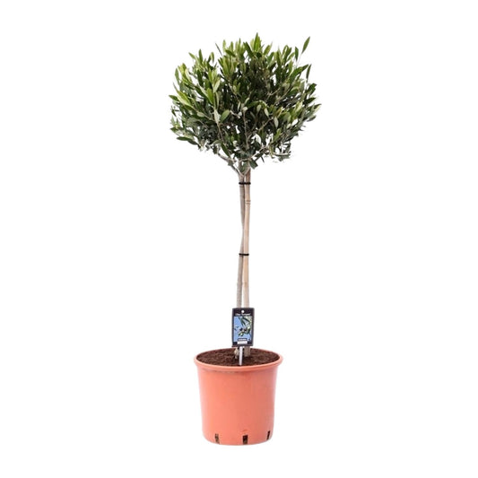 Olivenbaum Olea Olijf Ø22cm – 100cm hoch | Pflanzfix24.de - Pflanzfix24.de