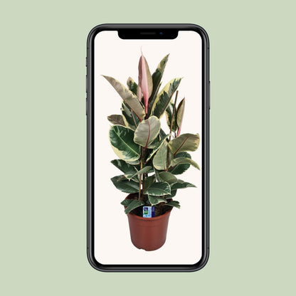 Ficus Elastica Tineke - Ø27cm - ↕85cm bei Pflanzfix24