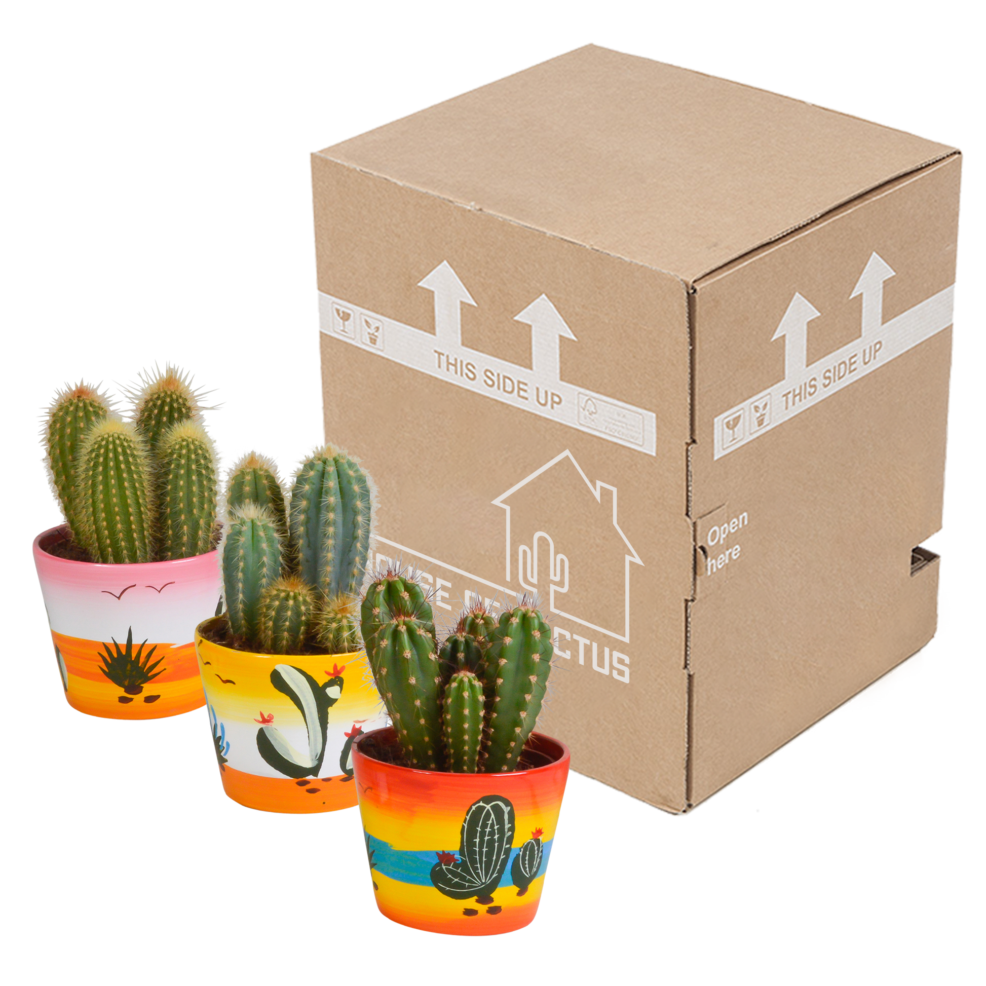 Cereus-Mischung 10,5 cm - 3x - in Mexicaanse pot - Pflanzfix24.de - Pflanzfix24.de