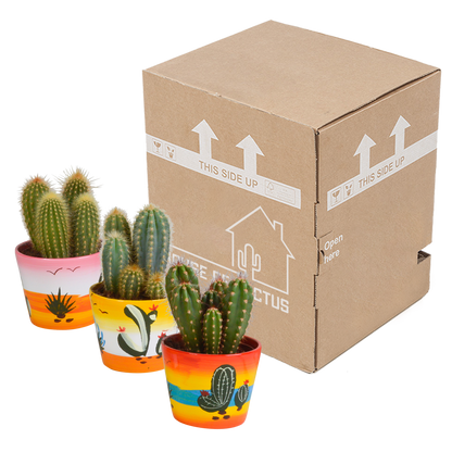 Cereus-Mischung 10,5 cm - 3x - in Mexicaanse pot - Pflanzfix24.de - Pflanzfix24.de