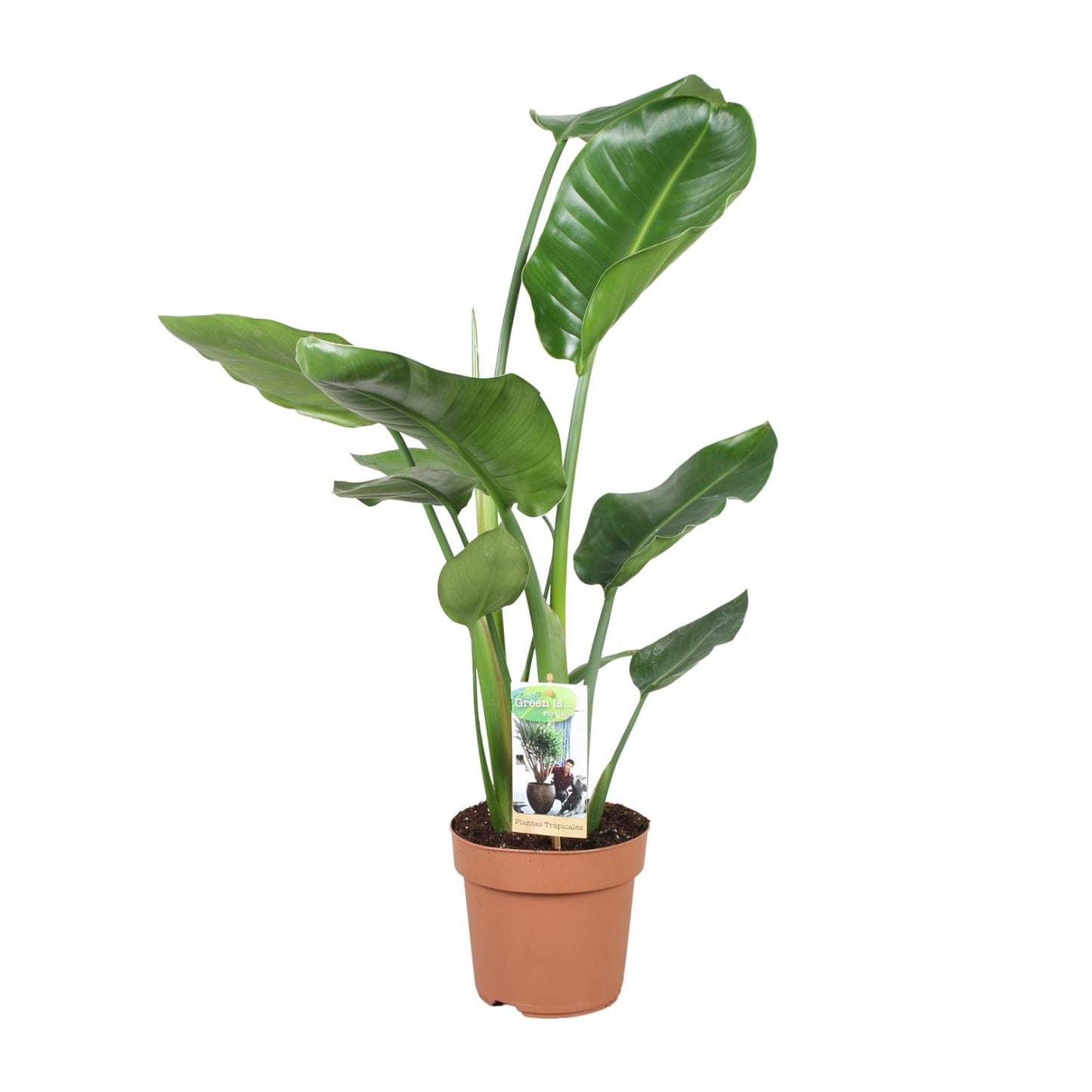 Strelitzia Nicolai Ø17cm Zimmerpflanze 60cm – pflanzfix24