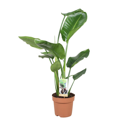 Strelitzia Nicolai Ø17cm Zimmerpflanze 60cm – pflanzfix24