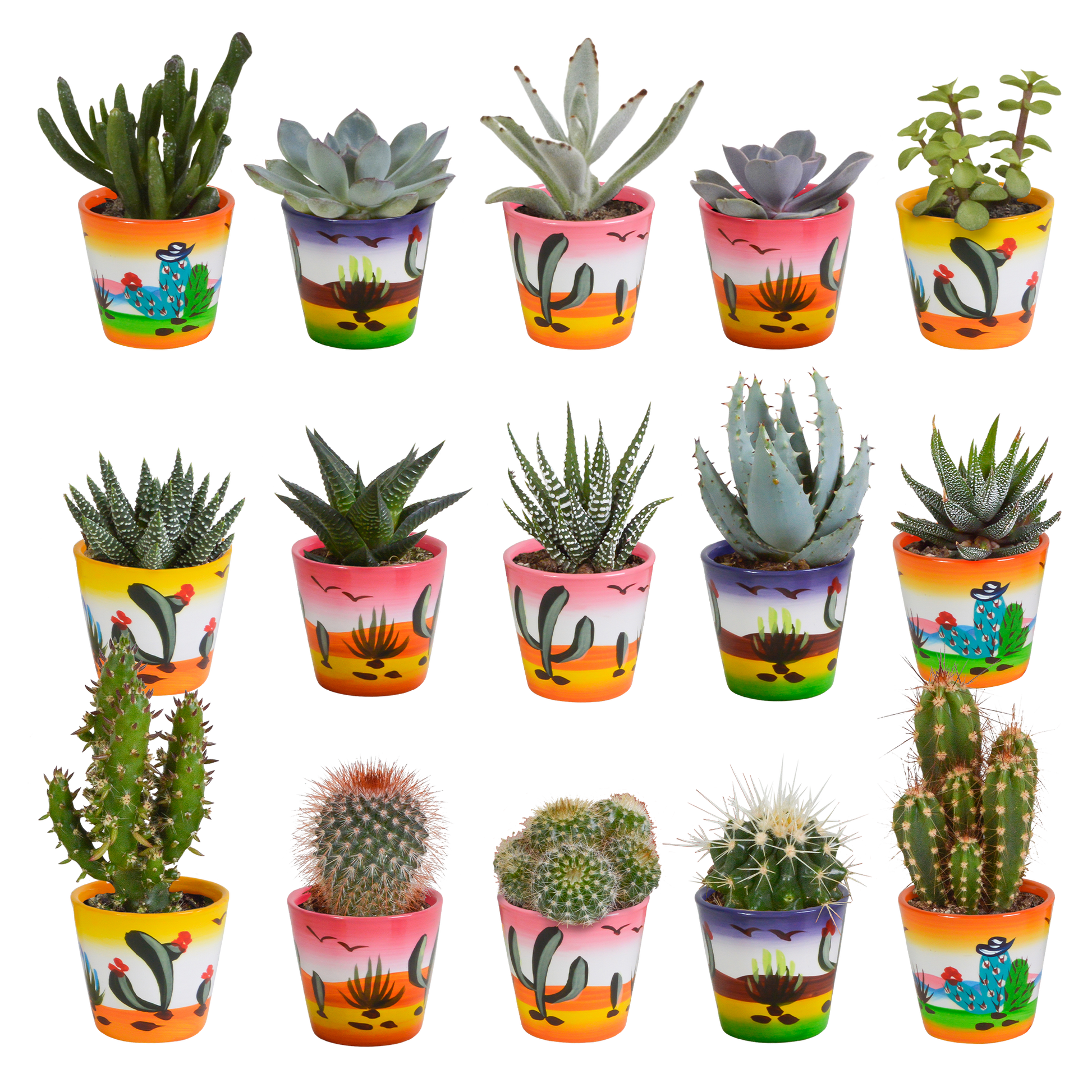 Cactus en vetplanten Mischung 5,5 cm | 15 stück - in Mexicaanse pot - Pflanzfix24.de - Pflanzfix24.de