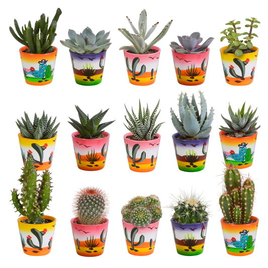Cactus en vetplanten Mischung 5,5 cm | 15 stück - in Mexicaanse pot - Pflanzfix24.de - Pflanzfix24.de
