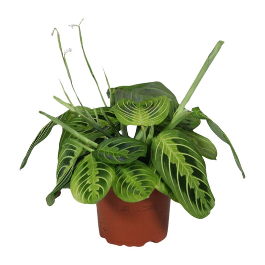 Maranta Leuconeura ‘Fascinator Lemon Lime’ Ø12cm | Pflanzfix24.de - Pflanzfix24.de