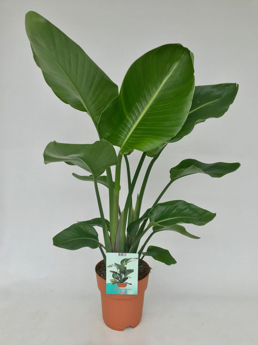 Strelitzia Nicolai 95cm – Weißer Paradiesvogel bei Pflanzfix24.de - Pflanzfix24.de