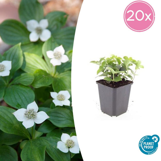 20x Cornus canadensis Bodendecker | Pflanzfix24.de - Pflanzfix24.de