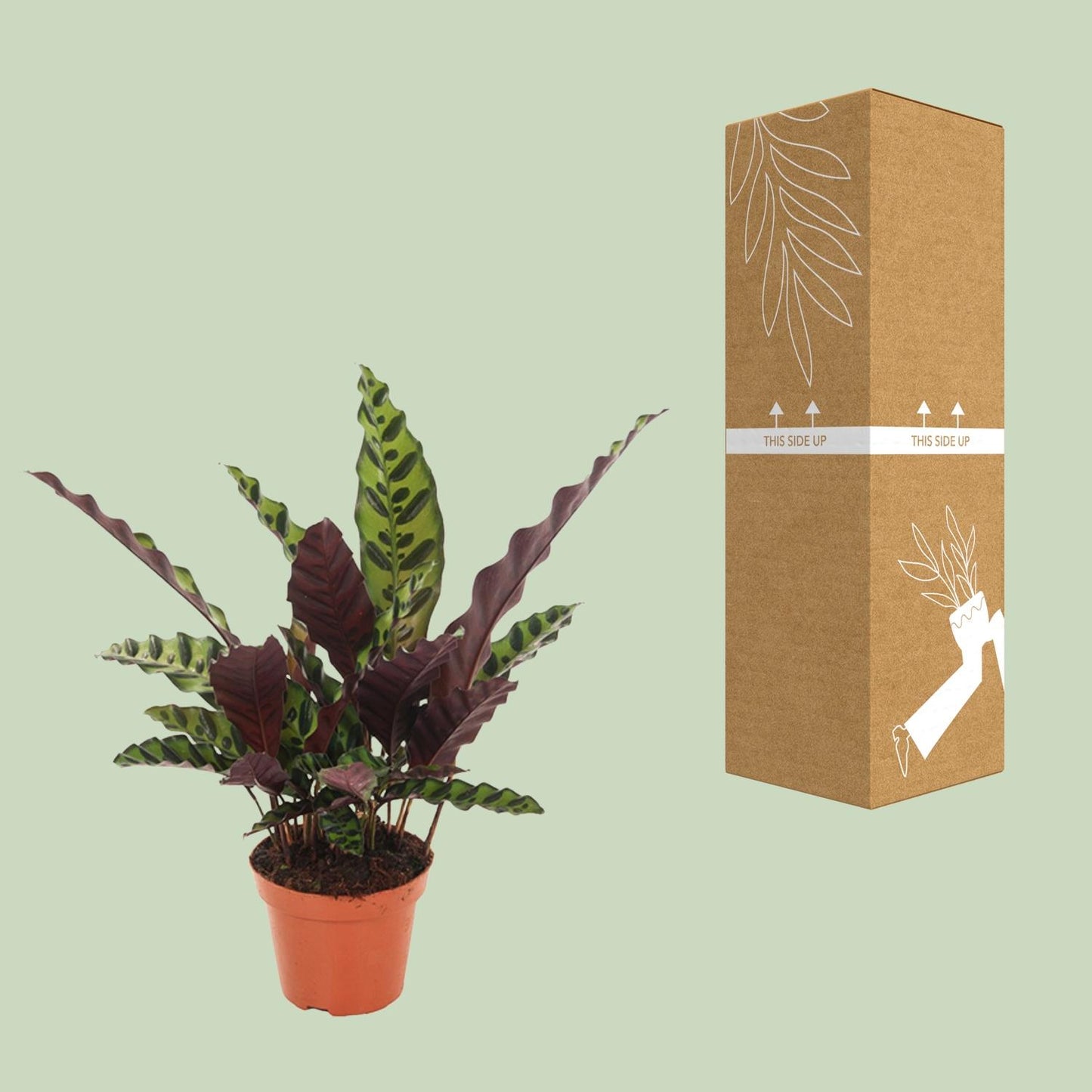 Calathea Insignis - Ø12cm - pflanzfix24
