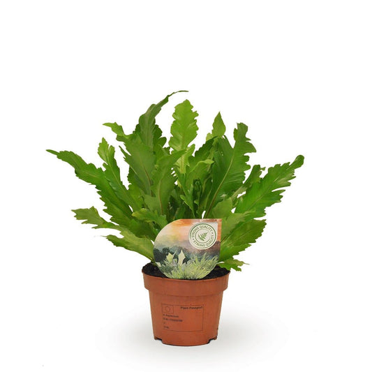 Asplenium Campio - Ø12cm - ↕30cm - Pflanzfix24
