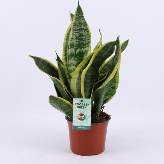 Sansevieria Futura Superba Ø12cm – 35cm hoch | Pflanzfix24