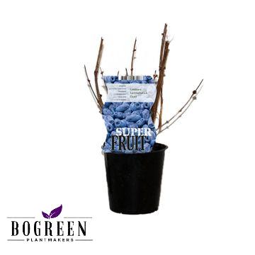 Lonicera Duet (Honigbeere) - Ø12cm - ↕30cm - Pflanzfix24