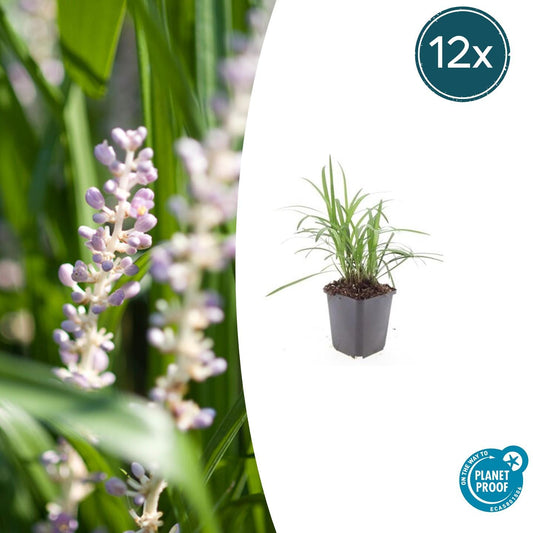 12x Liriope muscari 'Monroe White' Bodendecker 10-25cm – Pflanzfix24.de - Pflanzfix24.de