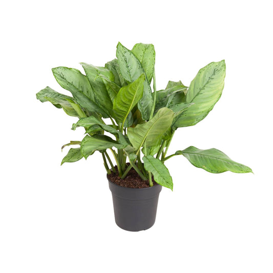 Aglaonema B.J, Freedman - Ø24cm - ↕70cm bei Pflanzfix24.de - Pflanzfix24.de