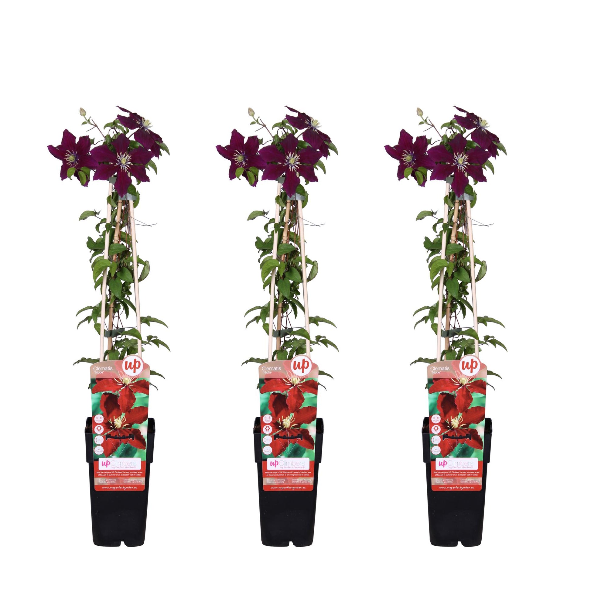 3x - Clematis Niobe - ↨65cm - Ø15 - Pflanzfix24.de - Pflanzfix24.de