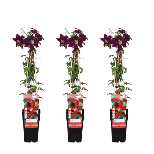 3x - Clematis Niobe - ↨65cm - Ø15 - Pflanzfix24.de - Pflanzfix24.de