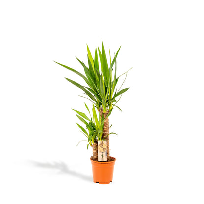 Yucca 90 cm – Ø17 cm – Pflanzfix24.de - Pflanzfix24.de