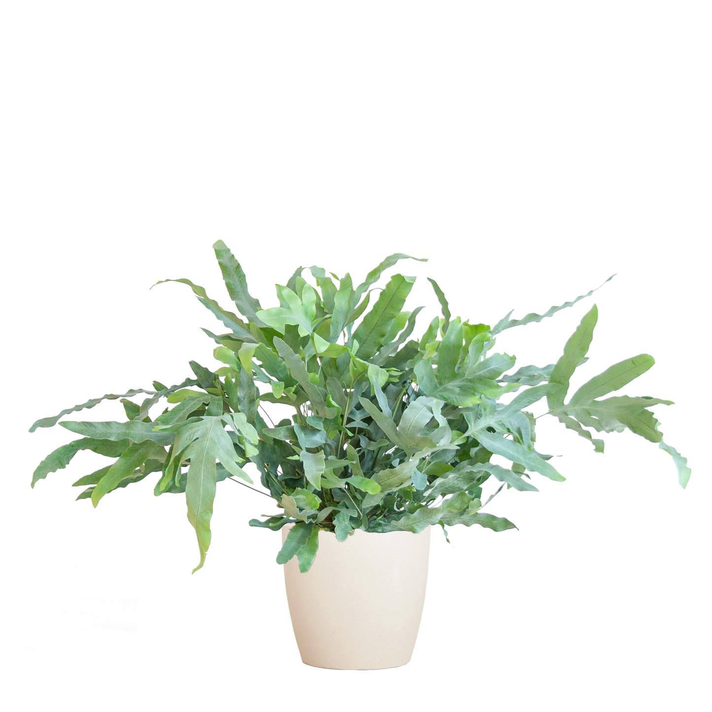 Phlebodium Aureum 'Blue Star' mit Viber weiß - 40cm - Ø17 - Pflanzfix24