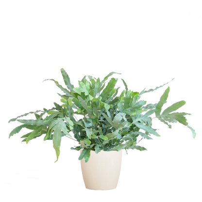 Phlebodium Aureum 'Blue Star' mit Viber weiß - 40cm - Ø17 - Pflanzfix24