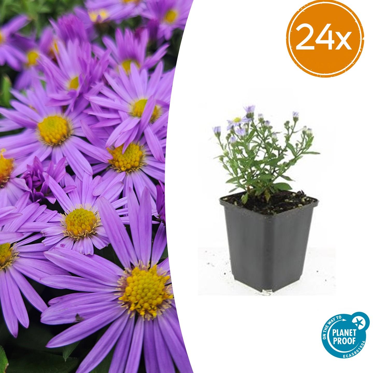 24x Aster (D) 'Prof. Anton Kippenberg' - Pflanzfix24