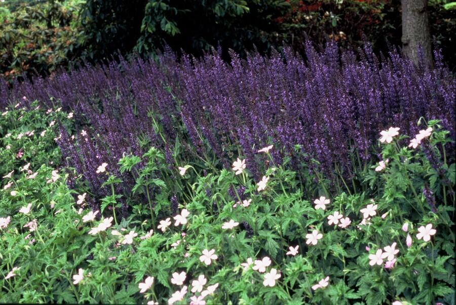 24x Salvia nem. 'Mainacht' - Pflanzfix24