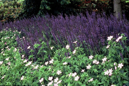 24x Salvia nem. 'Mainacht' - Pflanzfix24
