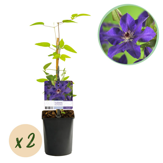 GreenboutiQ - Clematis The President - 2 Pflanzen - Pflanzfix24.de - Pflanzfix24.de