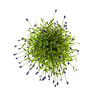 2x Lavandula angustifolia Ø19cm - ↕40 - 50cm - Pflanzfix24.de - Pflanzfix24.de