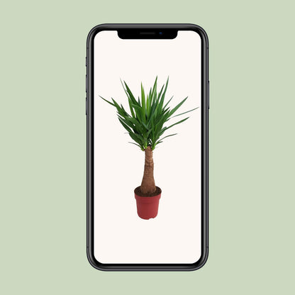 Yucca Maya Tree Ø21cm – 100cm hoch | Pflanzfix24.de - Pflanzfix24.de