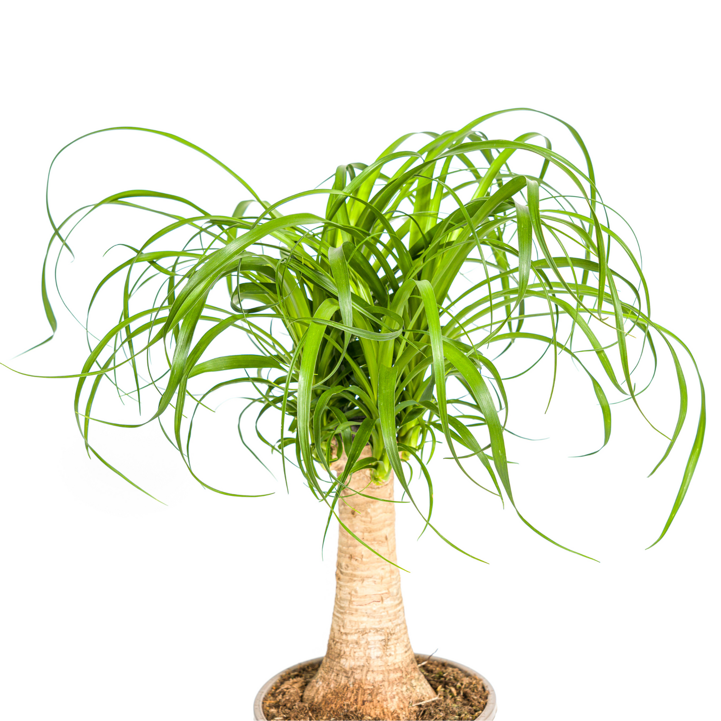 Beaucarnea Recurvata Stamm Ø17cm - ↕40 - 60cm - Pflanzfix24.de - Pflanzfix24.de