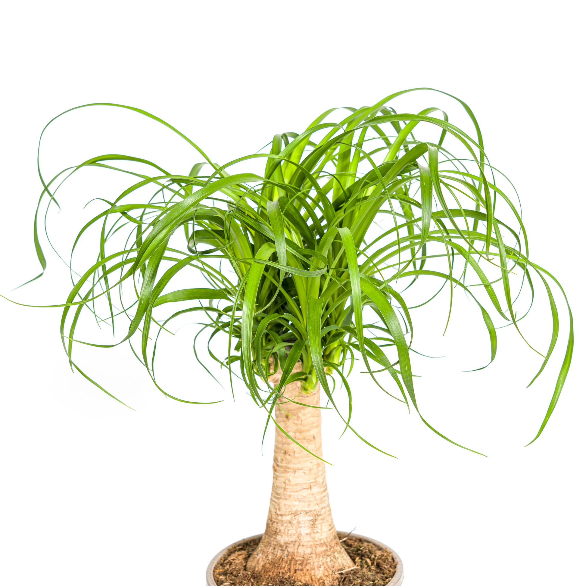 Beaucarnea Recurvata Stamm Ø17cm - ↕40 - 60cm - Pflanzfix24.de - Pflanzfix24.de