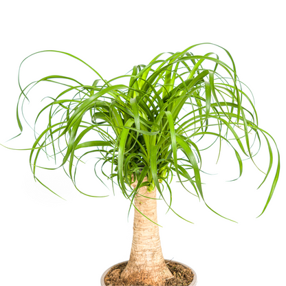 Beaucarnea Recurvata Stamm Ø17cm - ↕40 - 60cm - Pflanzfix24.de - Pflanzfix24.de