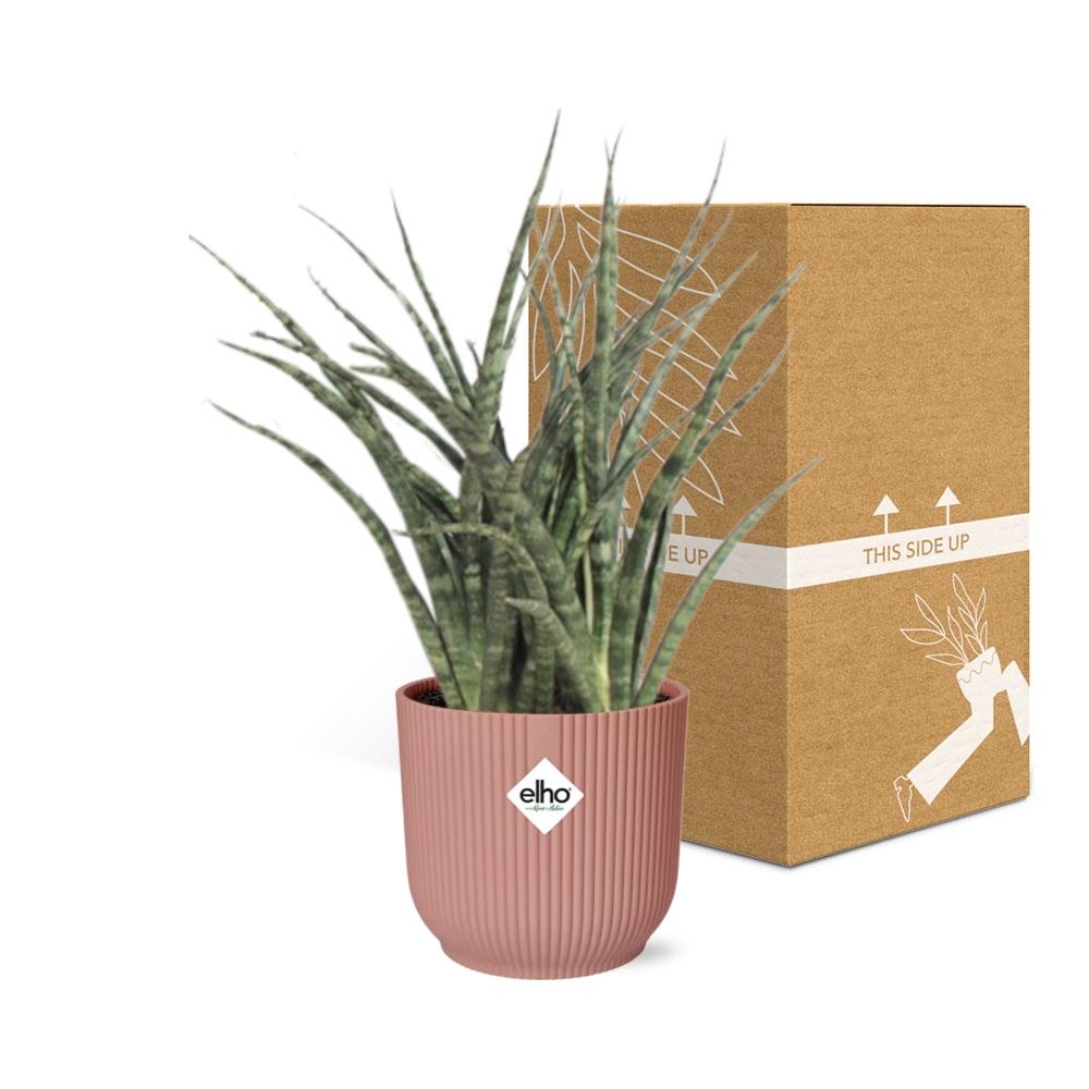 Sansevieria Fernwood Punk in ELHO Vibes Fold 14cm roze - Pflanzfix24