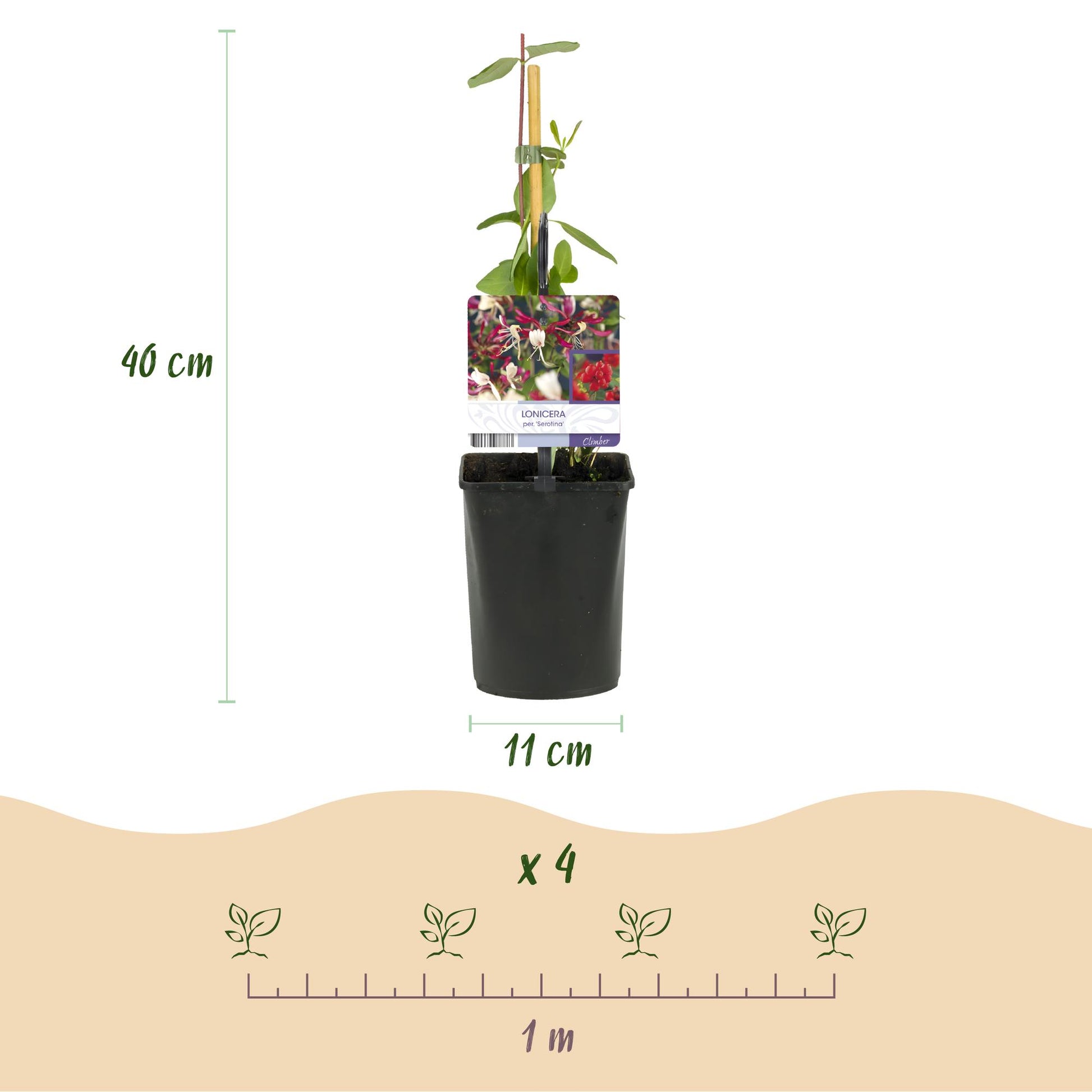 Geißblatt - Lonicera Serotina - 2 Pflanzen - Topf 11cm - Pflanzfix24.de - Pflanzfix24.de