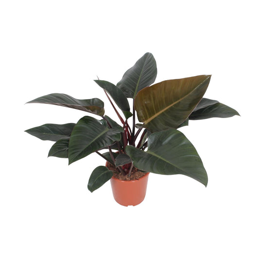 Philodendron Congo Red Ø27cm – Luftreinigende Zimmerpflanze | Pflanzfix24.de - Pflanzfix24.de