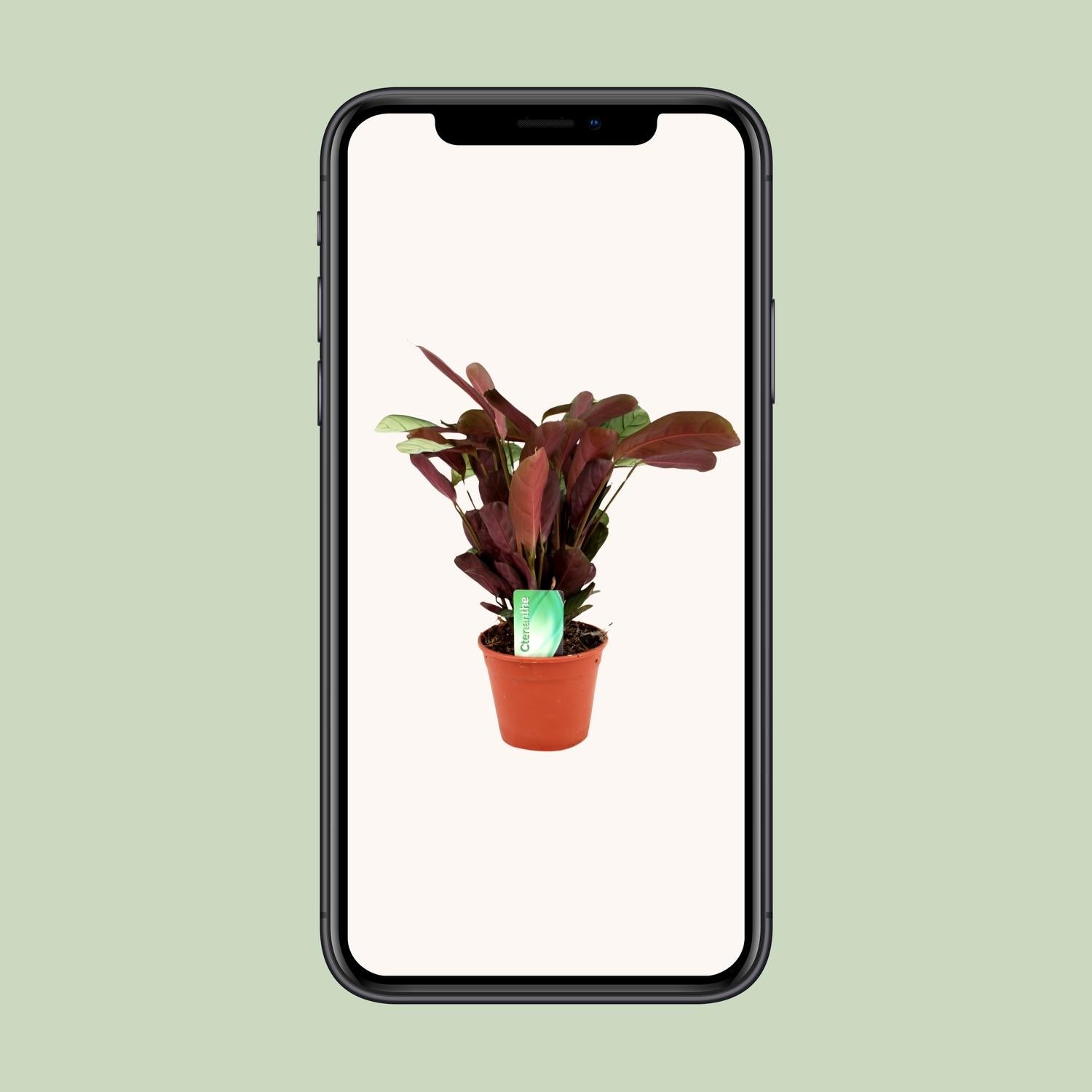 Ctenanthe Amagris - Ø14cm - ↕25cm - Pflanzfix24.de - Pflanzfix24.de