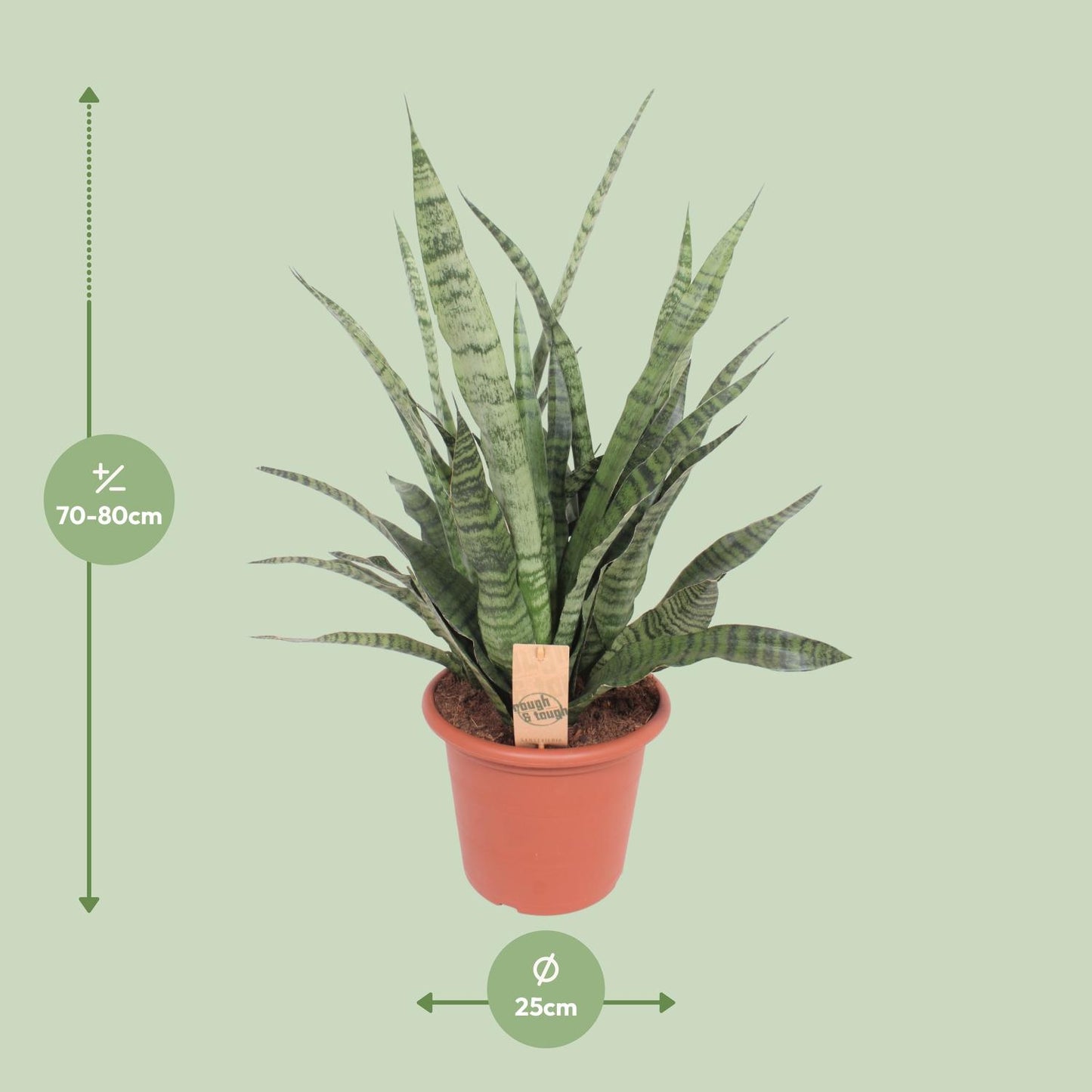 Sansevieria Diamond Green - Ø25cm - ↕80cm - Pflanzfix24
