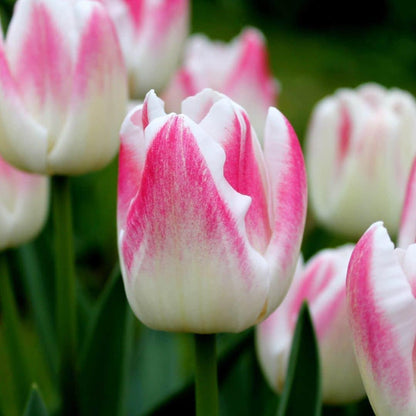 Dutch Tulip Mix - 90 Blumenzwiebeln - Flowerbulbs Amsterdam - Pflanzfix24