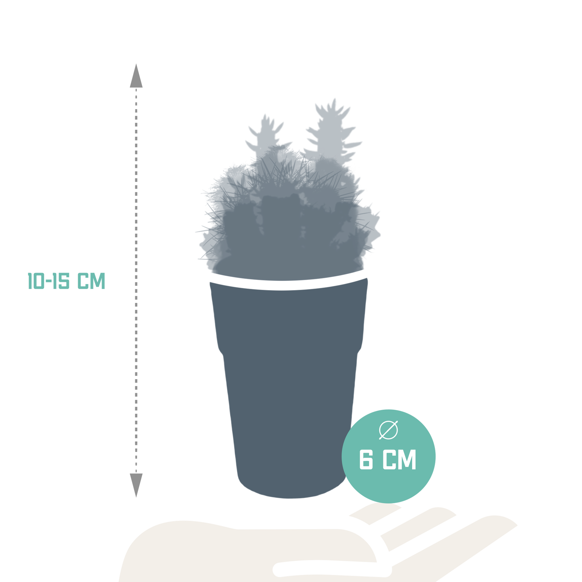 Kakteenmischung 5,5 cm - 5x - in gekleurde plasticpot - Pflanzfix24.de - Pflanzfix24.de