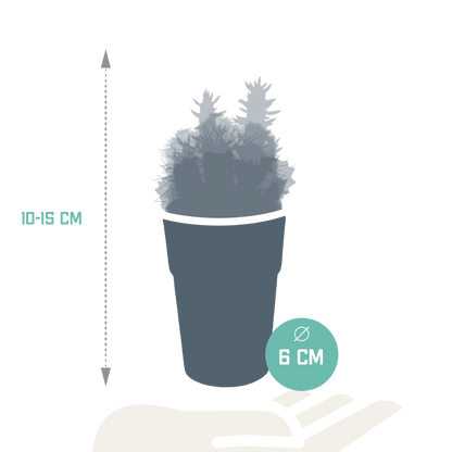 Kakteenmischung 5,5 cm - 5x - in gekleurde plasticpot - Pflanzfix24.de - Pflanzfix24.de