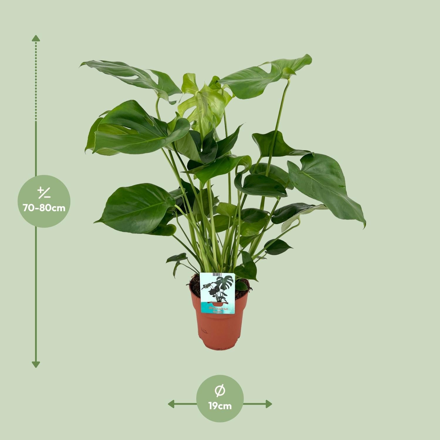 Monstera Deliciosa Ø19cm – 60 cm Zimmerpflanze | Pflanzfix24.de - Pflanzfix24.de