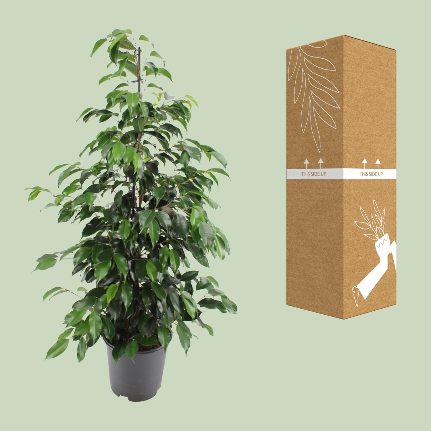 Ficus benjamina Danielle - Ø21cm - ↕95cm bei Pflanzfix24.de - Pflanzfix24.de