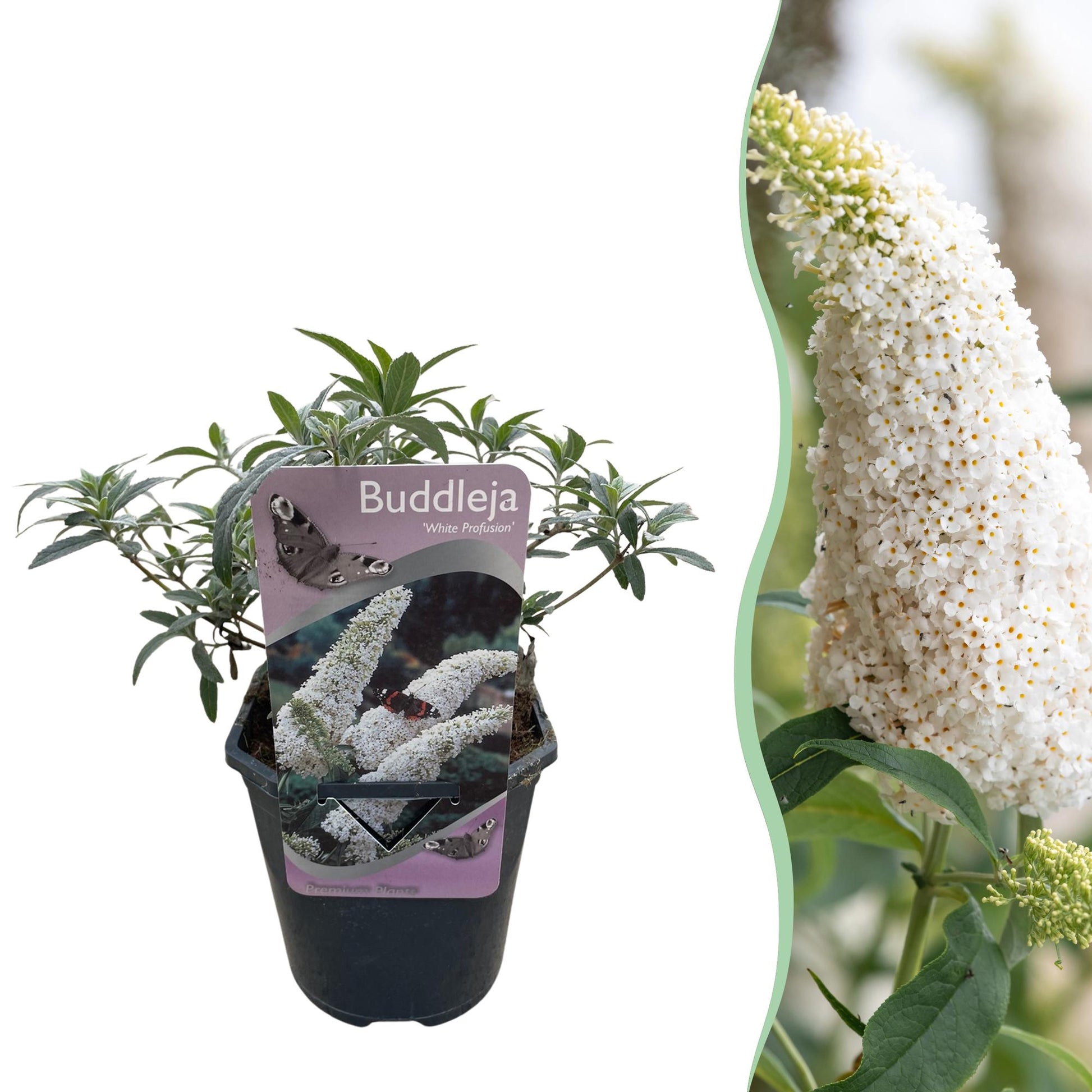 Pflanzfix24.de - Schmetterlingsstrauch - Buddleja Davidii White Profusion - Blüte Weiß - 1 Pflanze - Topf 17cm - Pflanzfix24.de