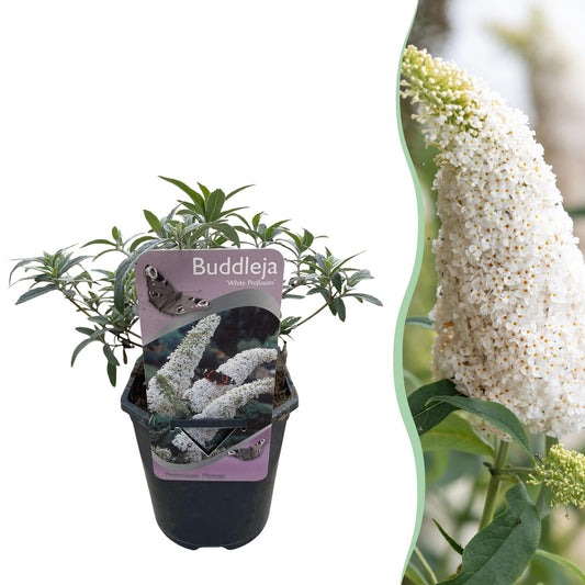 Pflanzfix24.de - Schmetterlingsstrauch - Buddleja Davidii White Profusion - Blüte Weiß - 1 Pflanze - Topf 17cm - Pflanzfix24.de