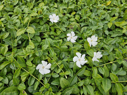 40x Vinca minor 'Gertrude Jekyll' - Pflanzfix24.de - Pflanzfix24.de