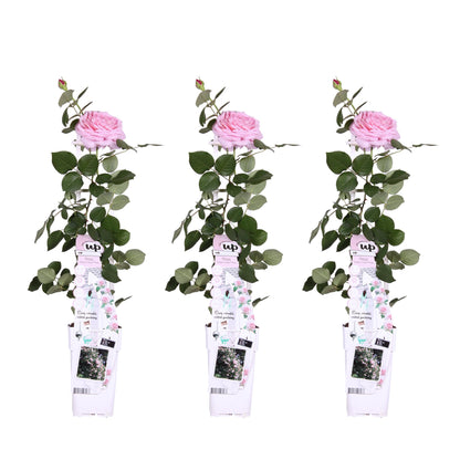 3x - Rosa Crazy in Love 'Pink' - ↨65cm - Ø15 - Pflanzfix24